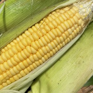Organic Sweet Corn