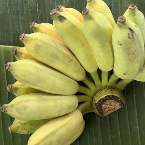 Organic Nam Wha Bananas (Pa La-U)