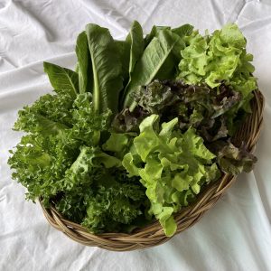 Organic Mixed Salad Veggies (Nakhon Pathom)