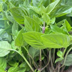 ใบโหระพาออร์แกนิค