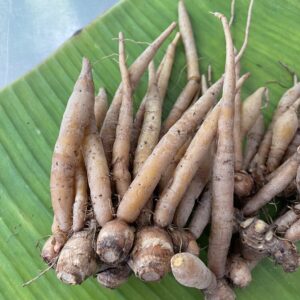 Organic Fingerroot (Krachai)
