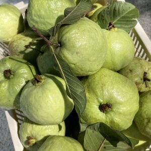 Organic Gimju Guava (Bang Chang)