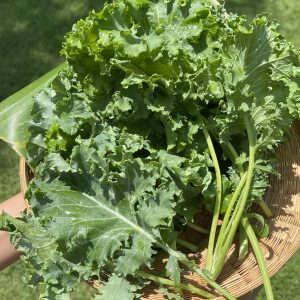 Organic Curly Kale (Wung Nam Kiew)