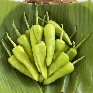 Organic Sweet Pepper (Pa La-U)