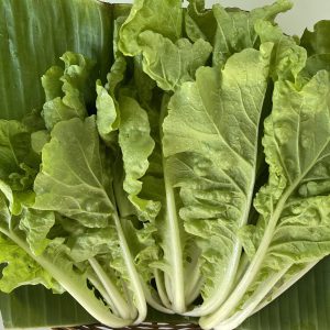 ผักกาดขาวไดโตเกียวออร์แกนิค