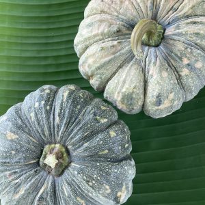 Organic Thai Pumpkin (Korat)