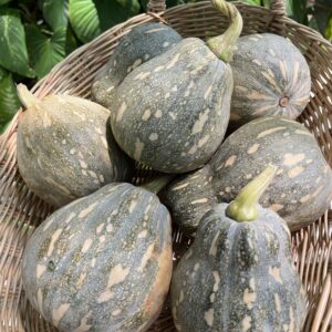 Organic "Yod Nam" Thai Heirloom Pumpkin (PACK)