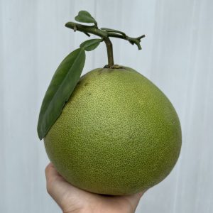 Organic “Tubtim Siam” Pomelo (Pa La-U)