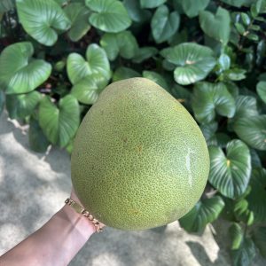 ส้มโอขาวน้ำผึ้งออร์เเกนิค (นครปฐม)