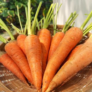 แครอทออร์เเกนิค(เชียงใหม่)