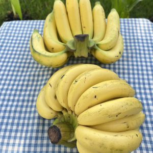 Organic Bananas (Nakhon Ratchasima)