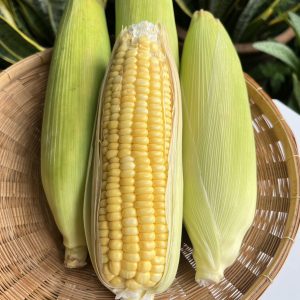 Organic Sweet Corn (Wungnamkiew)