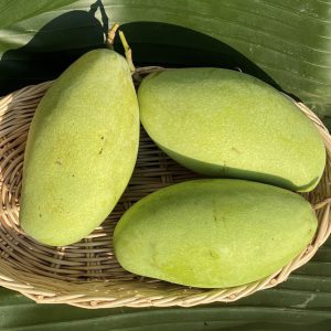 มะม่วงแก้วขมิ้นออร์แกนิค (บางช้าง)