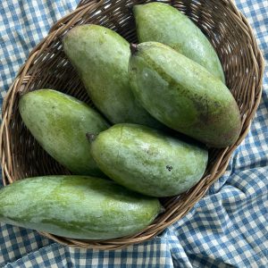 Organic “Kiew Sam Roj” Mangoes (Bang Chang)