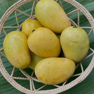 มะม่วง 3 ฤดูออร์เเกนิค (นครราชสีมา)