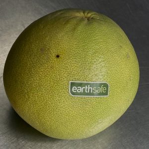 Organic Thong Dee Pomelo (Korat)