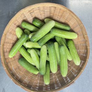 Organic Thai Cucumber (Small Size)