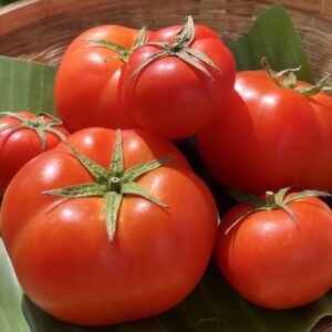 Organic "Tor" Tomatoes (Wungnamkiew)
