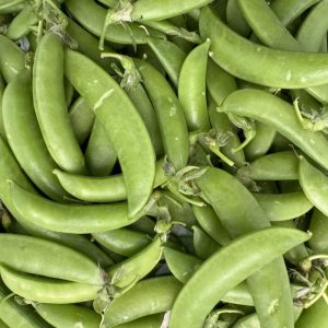 Organic Snap Pea (Wungnamkiew)