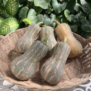 Organic "Tungthong" Pumpkin (Wungnamkiew)