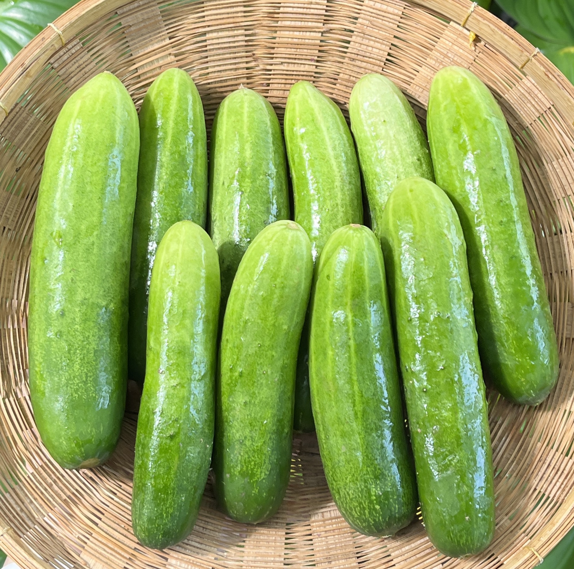 แตงกวาออร์แกนิค (ราชบุรี)