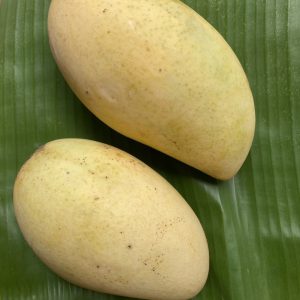 Organic "Golden Nam Dok Mai" Mangoes (Bang Chang)