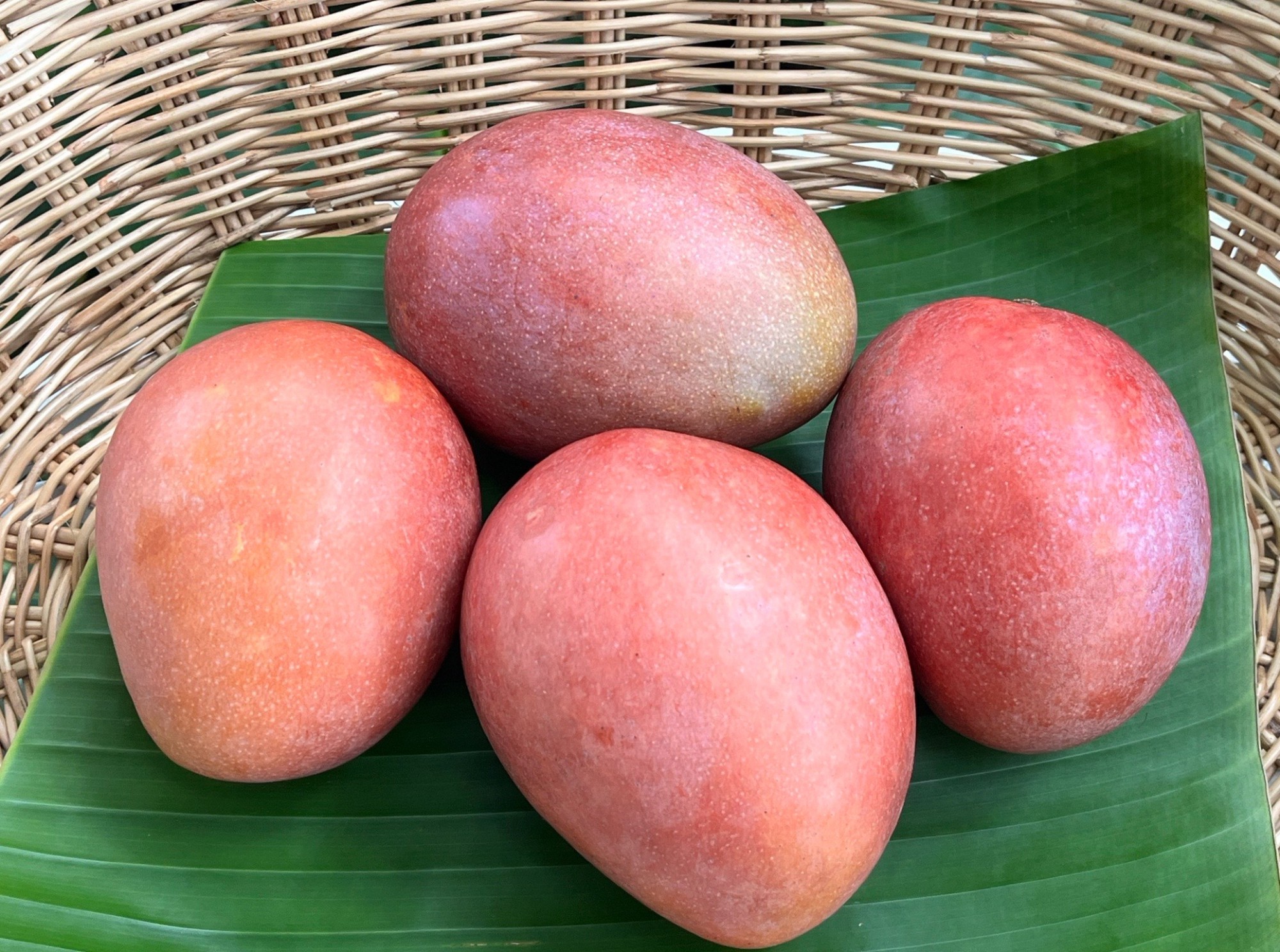 Organic “Ping Gua Wei” Mangoes - BAAN KERDBAAN KERD