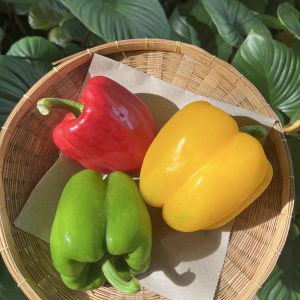 Organic Bell Pepper (Korat)