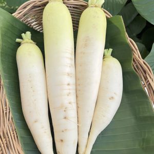 Organic White Radish (Chiang Mai)