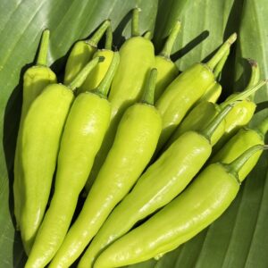 Organic Sweet Pepper (Ratchaburi)