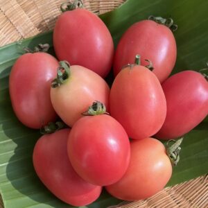 Organic "Seeda" Tomatoes (Pa La-U)