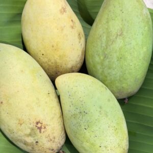 Organic "Nam Dok Mai Number 4" Mangoes (Ratchaburi)