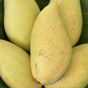 Organic "Golden Nam Dok Mai" Mangoes  (Ratchaburi)