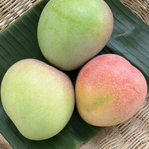 Organic "R2E2" Mangoes (Nakhon Pathom)