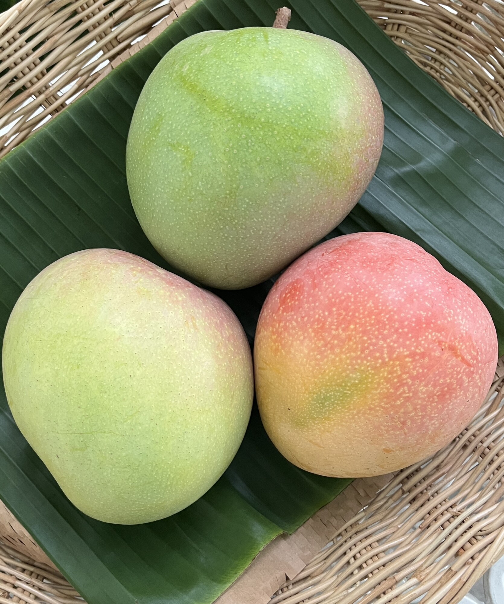Organic “R2E2” Mango (Nakhon Pathom)